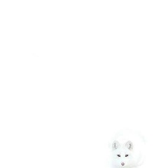 Дмитрий Забоев, Сыктывкар