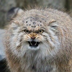 Виталий Иоутси, 02.03.1986, Москва