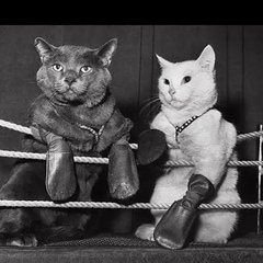 Антон Цой, 25.12.1980