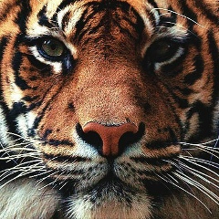 Сабина Куракбаева, 19.03, Алматы