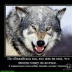 Night Wolf, 17.01
