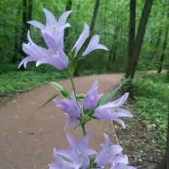 Нургуль Султанова, Бишкек