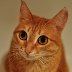 Екатерина Медведева, 04.08, Рига