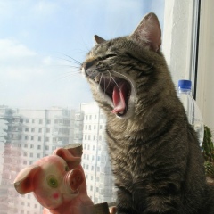 Владимир Vash, 09.12, Москва