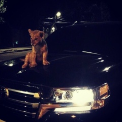 Даник Жанат, 15.11, Астана