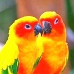 Мария Мурзинцева, Новосибирск