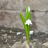 Агния Зеленская, 17.12, Санкт-Петербург