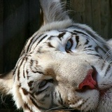 Сергій Гуль, 04.02, Львов