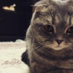 Фарид Гарунов, Актау