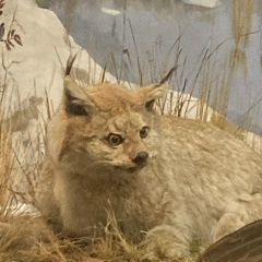 Дина Еремина, 06.06, Москва