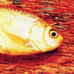 Scheglov Илья, 02.08.1987