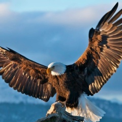 Алишер Сайнурдинов, 01.04.1987, Челябинск