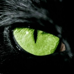 Benur Gin, 04.12, Санкт-Петербург