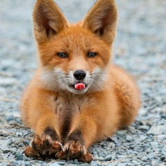 Жанар Газизова, 29.09.1996, Алматы