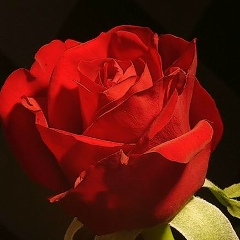 Моса Ря, 28.02.1988, Харьков