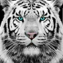 Tiger White, 27.05.1981, Bangkok