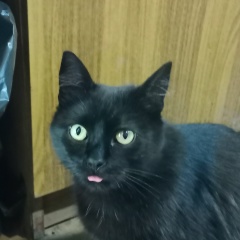 Андрей Андреев, 01.01.1901, Ставрополь