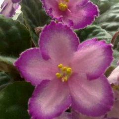 Рахима Забузи