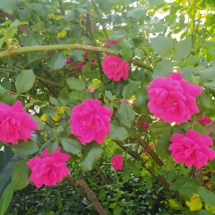 Елена Александрова, 29.01, Коростышев