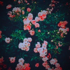 Лёна Каспийская