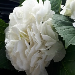 Айгуль Flower, 13.03, Набережные Челны