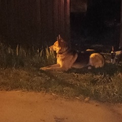 Алекс Сашка, Полтава