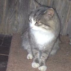 Максим Хмельовський, 29.06.1995, Киев