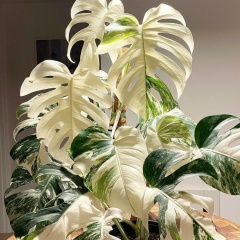 Вероника Цветы, 16.07.1984