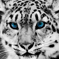 Владимир Фоменков, Мурманск