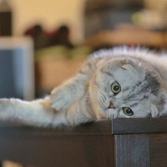 Хеда Цакаева, 02.08.1995, Урус-Мартан