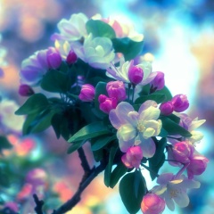 Olga Schuk, 07.09, Красноярск