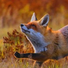 Андреич Сафронов, 07.06.1983, Санкт-Петербург