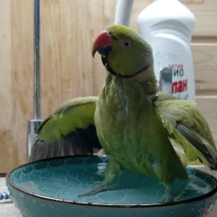 Алексей Лысяков, 23.06.1984, Москва