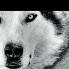 Абубакар Дидаев, 02.09.1997