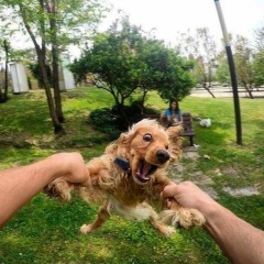 Ayaz Karimov, 19.02, Ankara