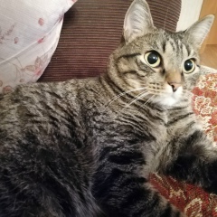 Сергей Забелин, 12.08.1982, Юрга