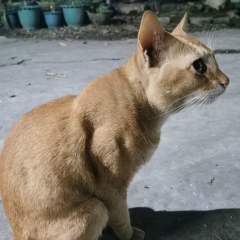 Kyaw-Ko Ko, 25.09.1995