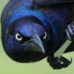 Дмитрий Сквознов, 04.02.1984, Нижний Новгород