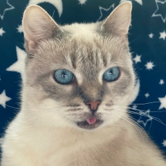 Марта Романова, 05.03, Санкт-Петербург