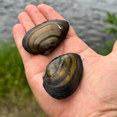 Гульфия Галиакберова, Москва