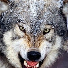 Павел Силенок, 12.07, Черкесск