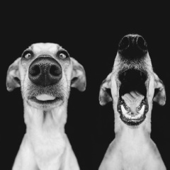 Paco Polo, 19.01, Тбилиси