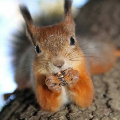 Lika Aaa, Душанбе