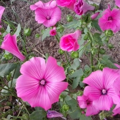 Елена Дивеева, Архангельск