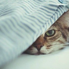 Мадина Файзулаева