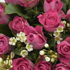 Веро Ника, Москва