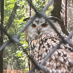 Мария Давыдова, Кемерово