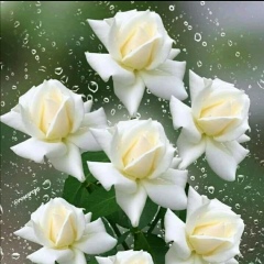 Kayzin Khine, 04.04.1990, Yangon