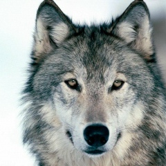 Сергей Иванов, Тамбов