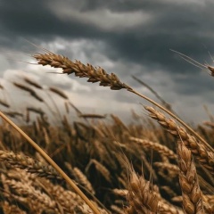 Лариса Кикнадзе, 07.12, Ростов-на-Дону